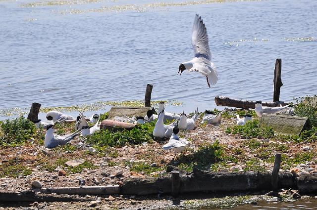 Holiday Dorset_9435_edited-1.jpg - BLACK-HEADED GULLS & SANDWICH TERNS - BROWNSEA ISLAND